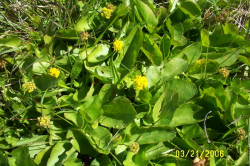 Photo taken in a coastal prairie seep west of Highway 1 in San Luis Obispo County © 2006 Dave Hacker. 